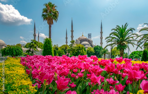 Photography The Blue Mosque is seen behind tulips and fountain at Sultan ahmet Square in Ist