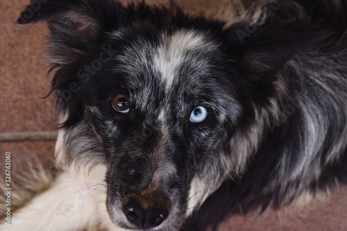 Retrato de un perro callejero con ojos de diferente color