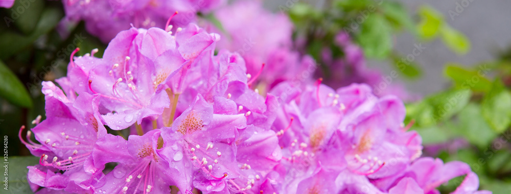 Closeup photo of a beautiful pink Rhododendron flowers. Closeup photo of a beautiful pink Rhododendron flowers.