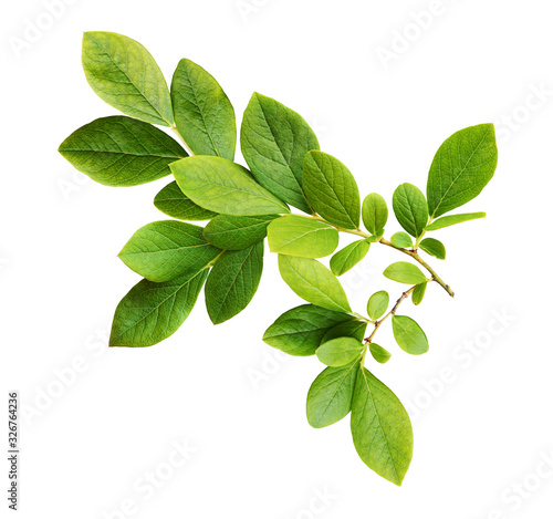 Obraz na plátne Green leaves of blueberry