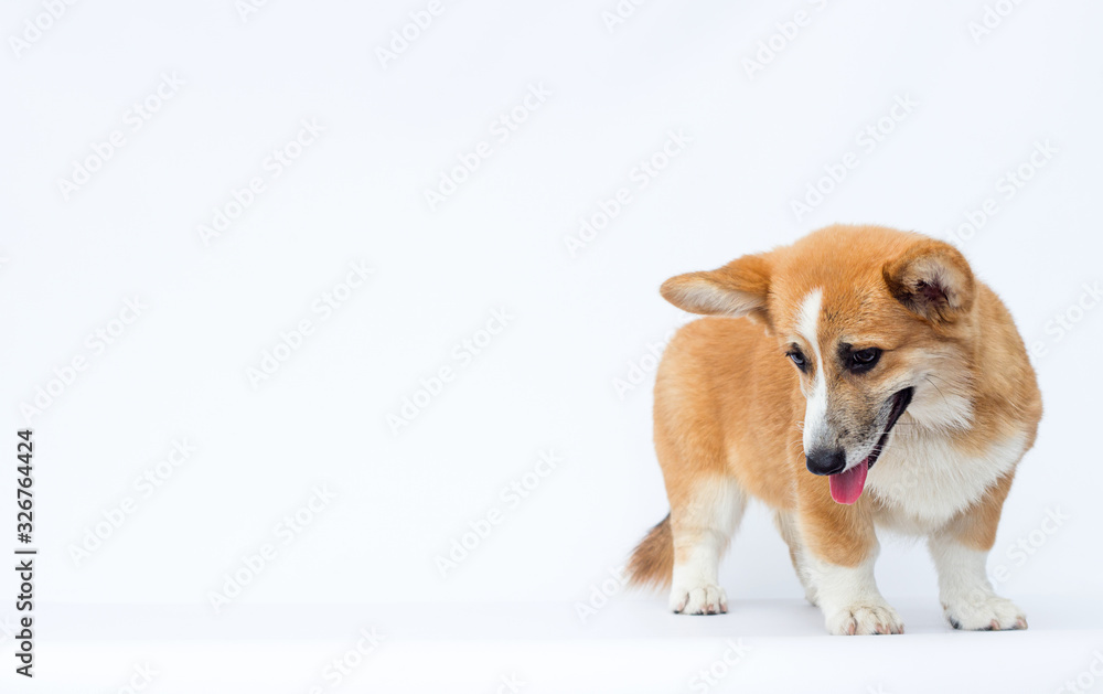 sad welsh corgi puppy with tongue looking down against white background