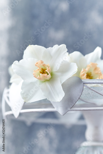White daffodils on bright background.