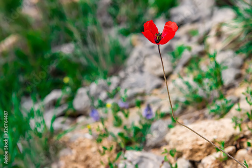 Lonely red spring poppy