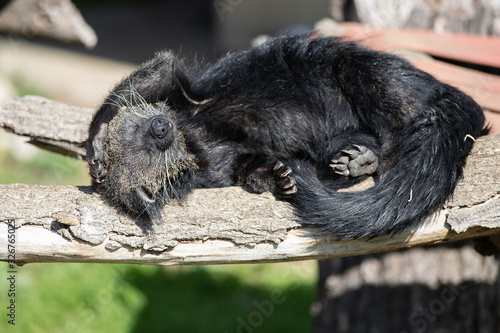 Portrait of a black binturong sleeping on a log (also known as bearcat) photo