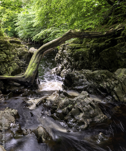 A dead tree frames entrance to river gully, River Calder, Renfrewshire, Scotland, UK