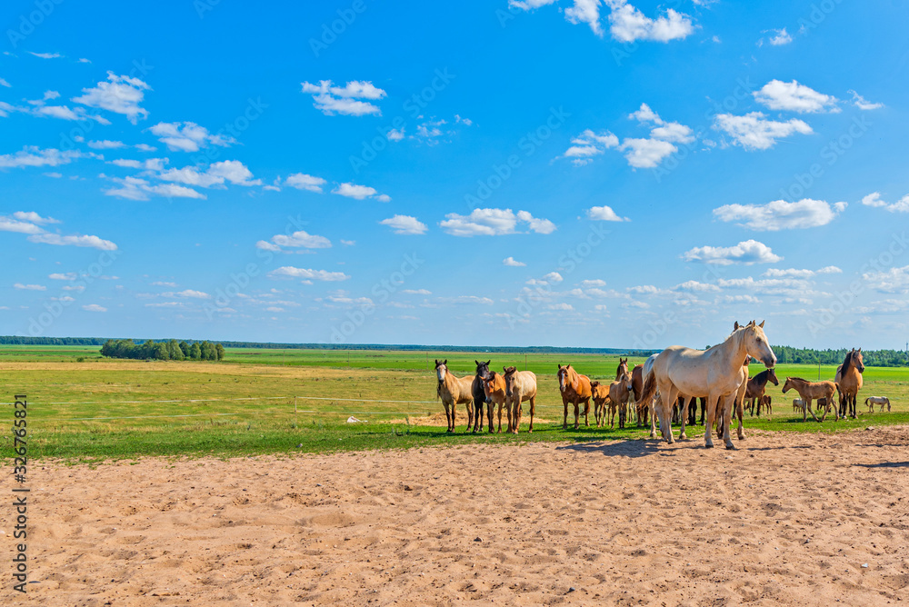 A herd of horses on a farm runs across the field.