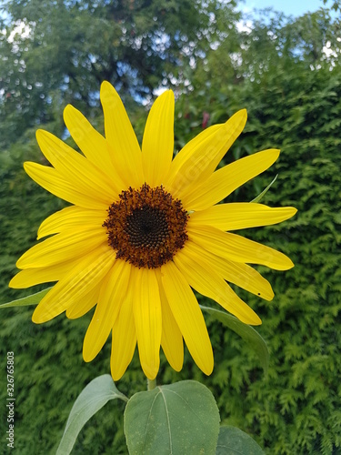 Wunderschöne gelbe Sonnenblume Blüte