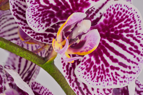 Close-up of an orchid in mauve, yellow and green tones