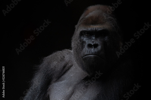 Portrait of a male gorilla in the dark with black background