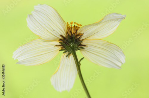 Bidens aurea tickseed or beggarss ticks invasive plant in Spain similar to a daisy with large white and yellow flowers that has medicinal properties photo