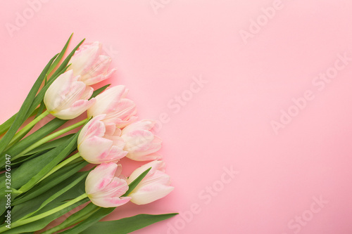 Spring flower pink tulips on the pink background with copyspace. Theme of love, mother's day, women's day