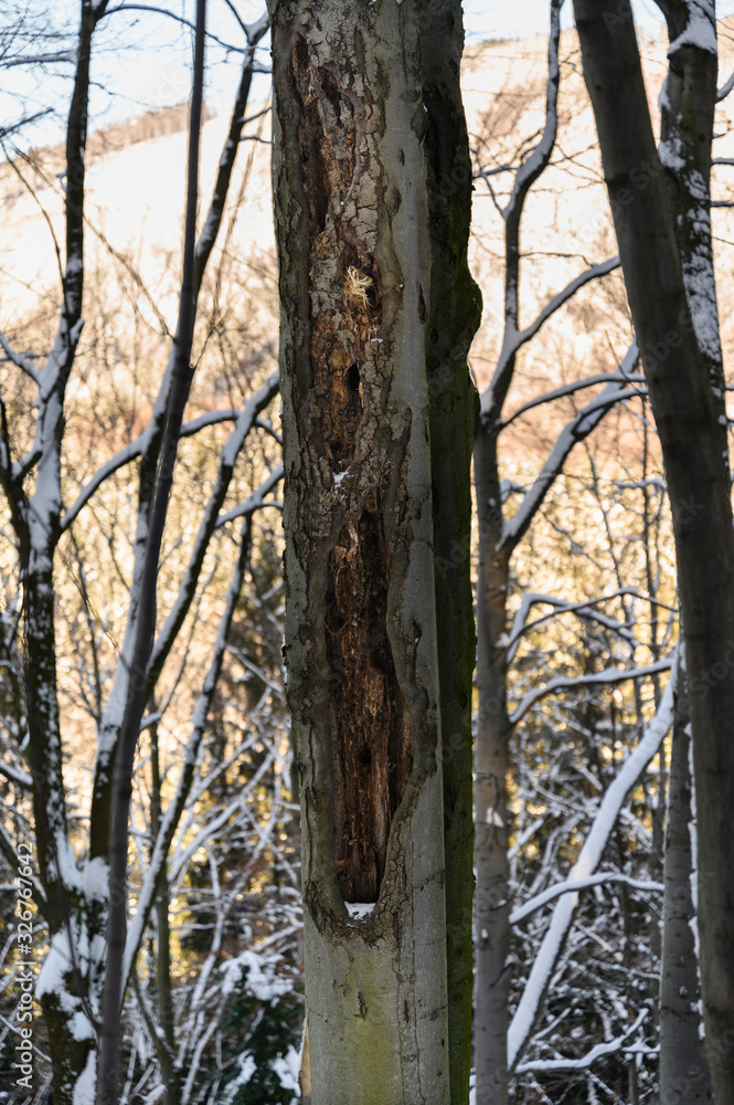 Hollowed out beech trunk in the forest.