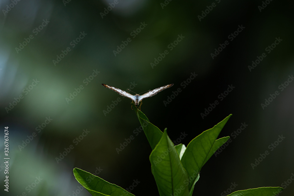 Ready to fly. White peacock butterfly (Anartia jatrophae) with wings spread in flight position against a deep green forest background. Freedom concept. Ready to fly. White peacock butterfly (Anartia jatrophae) with wings spread in flight position against a deep green forest background. Freedom concept.