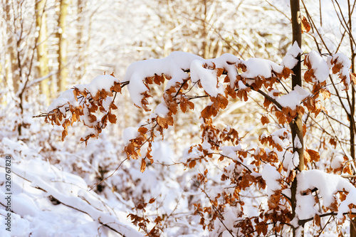 Snow covered beech leaves outdoors in nature.