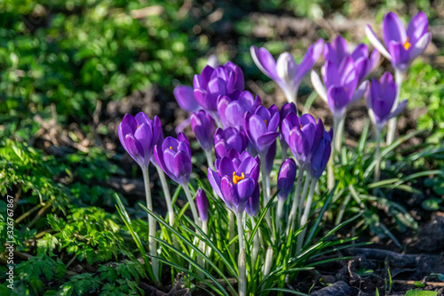 Fototapeta Naklejka Na Ścianę i Meble -  Winter crocus flowers in bloom February 2020