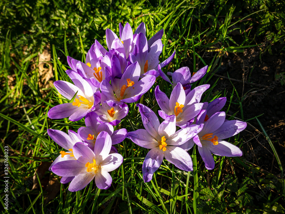 Winter crocus flowers in bloom February 2020 Winter crocus flowers in bloom February 2020