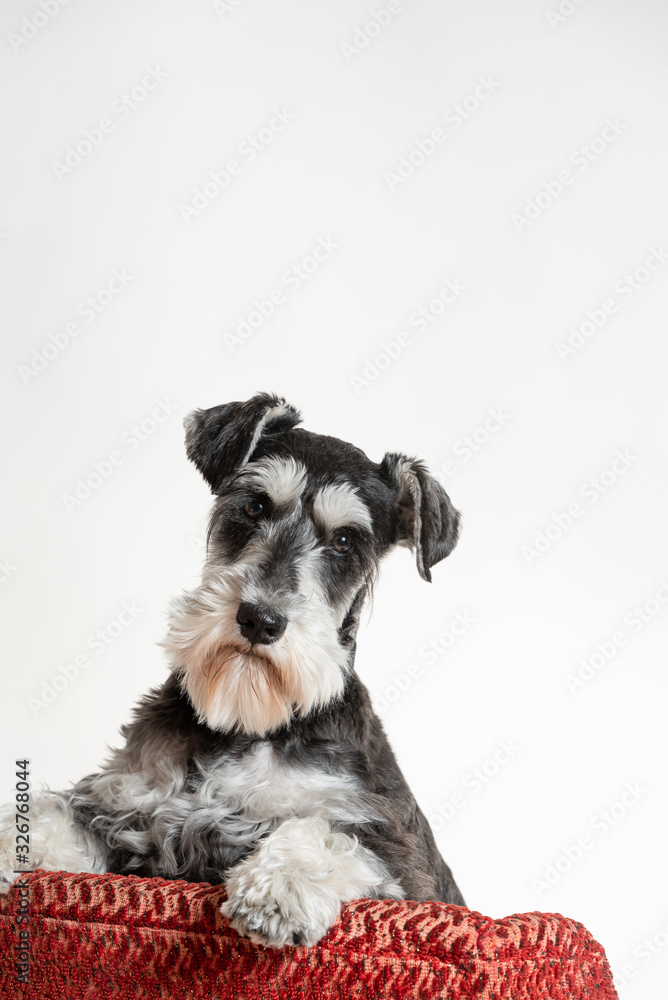 Studio portrait of a handsome salt and pepper schnauzer. Obedient dog is sitting on small red upholstered wing chair.  