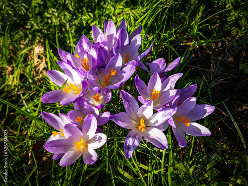 Winter crocus flowers in bloom February 2020
