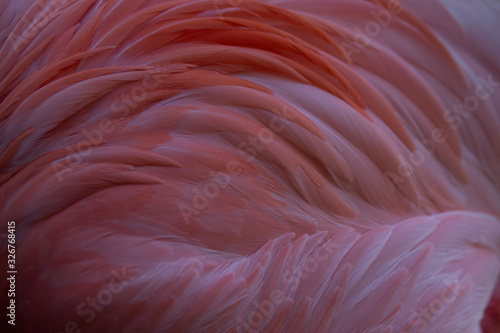 Colorful pink and orange American flamingo feathers