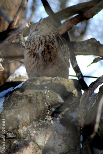 Grand duc au zoo photo