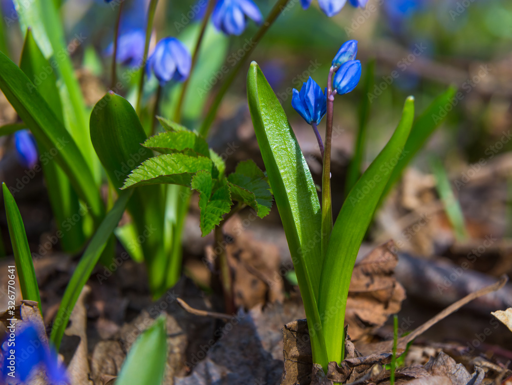 The first spring flowers - Scilla bifolia The first spring flowers - Scilla bifolia