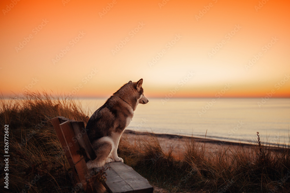 Εκτύπωση καμβά Alaskan Malamute dog meets sunset at sea