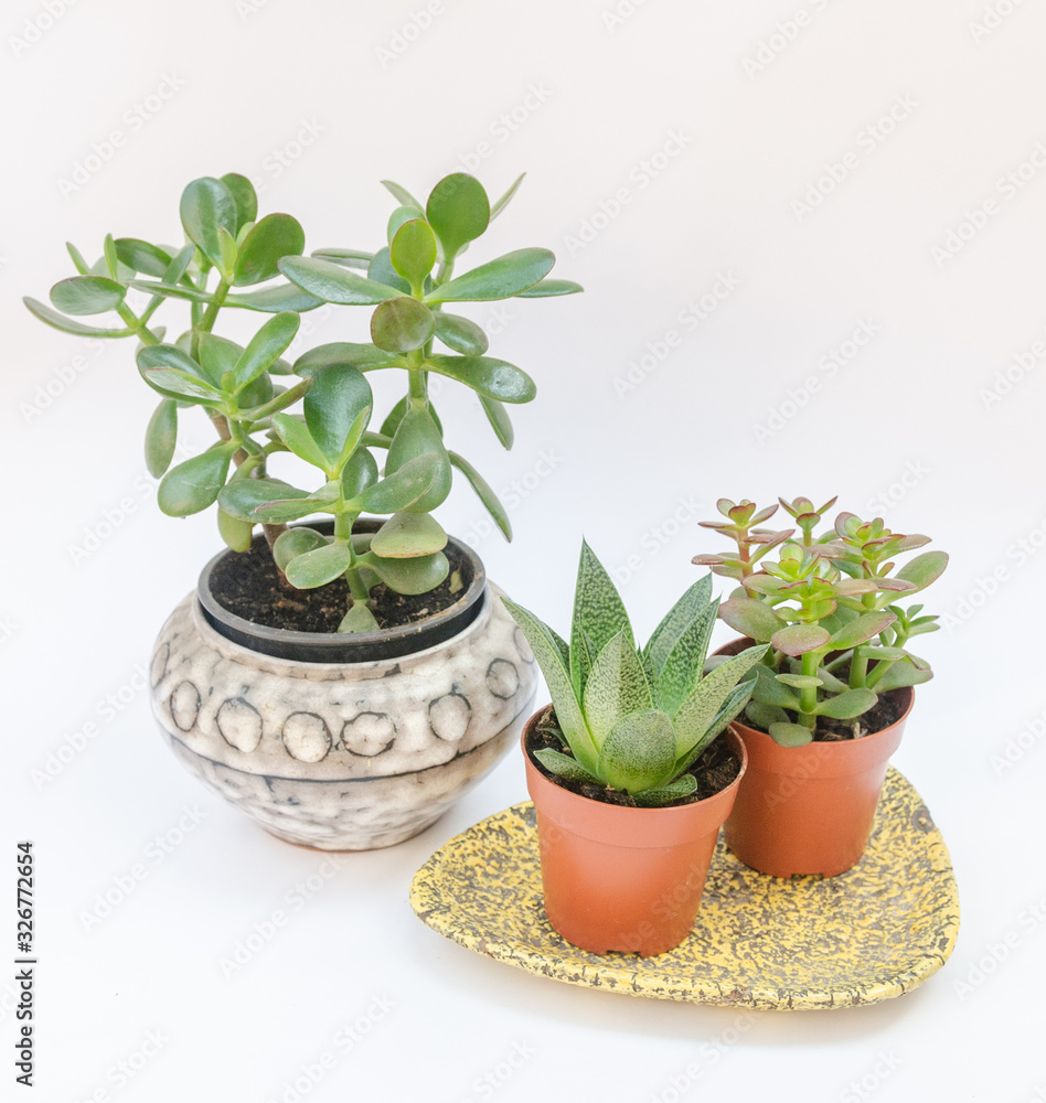 Retro midcentury design pot and plate with succulents, baobab - isoalted on white backgorund