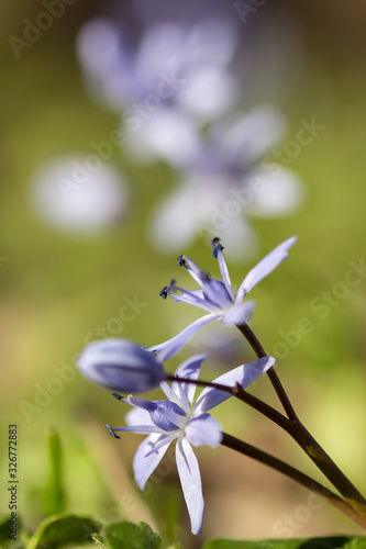 Alpine squill or two leaf squill  early spring purple flower growing from an underground bulb with two lance shaped leaves  latin Scilla bifolia