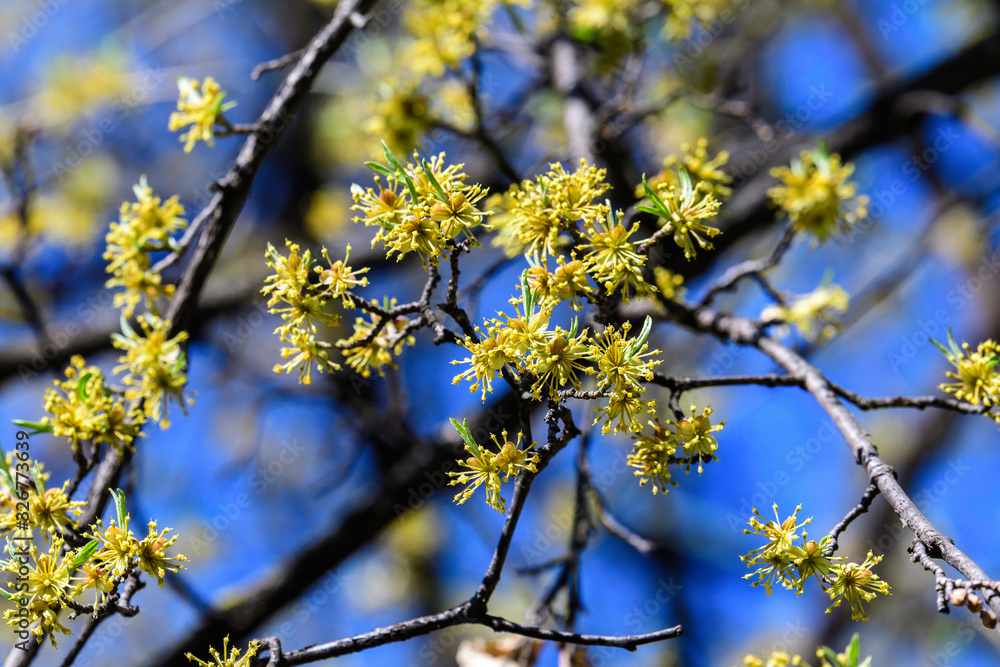 Close of small and delicate yellow flowers of Cornus mas tree in sunny spring day, beautiful outdoor floral background photographed with soft focus Close of small and delicate yellow flowers of Cornus mas tree in sunny spring day, beautiful outdoor floral background photographed with soft focus