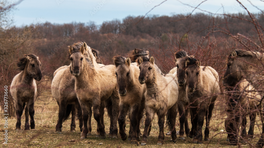 Obraz premium Koniks in der Thüringeti