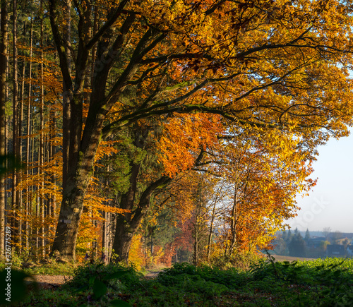 autumn wood.. © Erwin