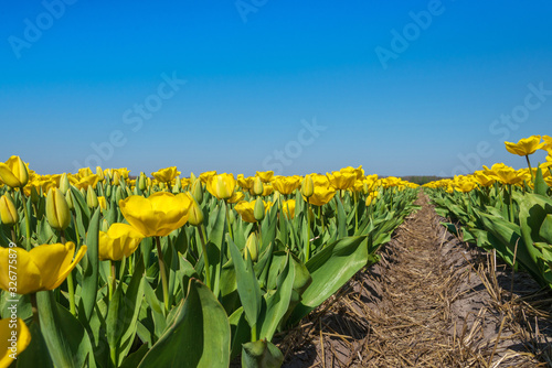 Canvas Print blooming tulip fields in the Netherlands in spring time