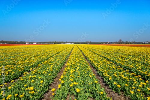 blooming tulip fields in the Netherlands in spring time