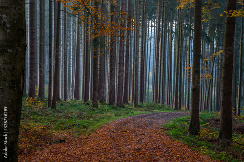 german wood with path..