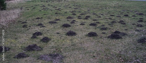 Lawn grass field destruction by mole hills, molehills. Moles built an underground tunnel system.
