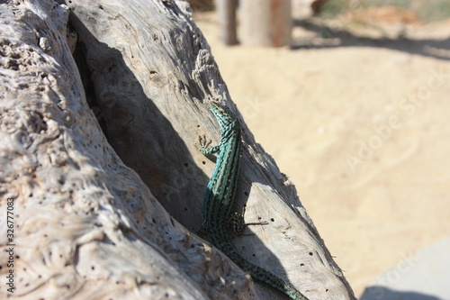Wallpaper Mural a lone green lizard on a dry trunk of a tree in the middle of the arid desert Torontodigital.ca