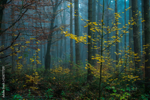 little tree in big wood..