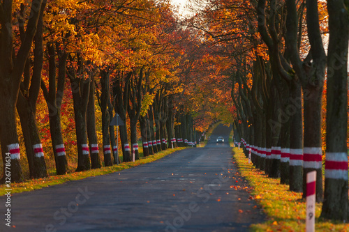 Beautiful road in the middle of beautiful trees