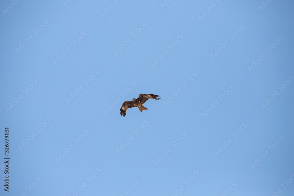 Falcon soars in the sky. bird in the clouds Falcon soars in the sky. bird in the clouds