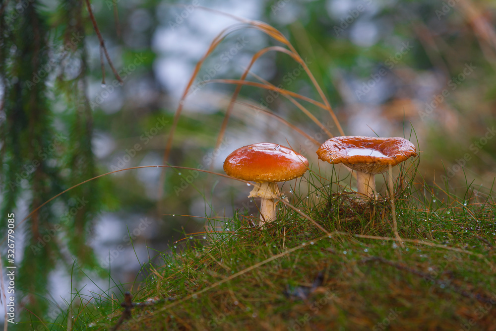 types of mushrooms non edible