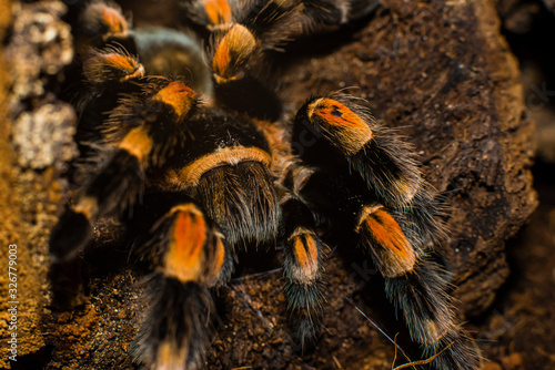 Close-up of a tarantula, biting tools, claws, legs, Brachypelma smithi