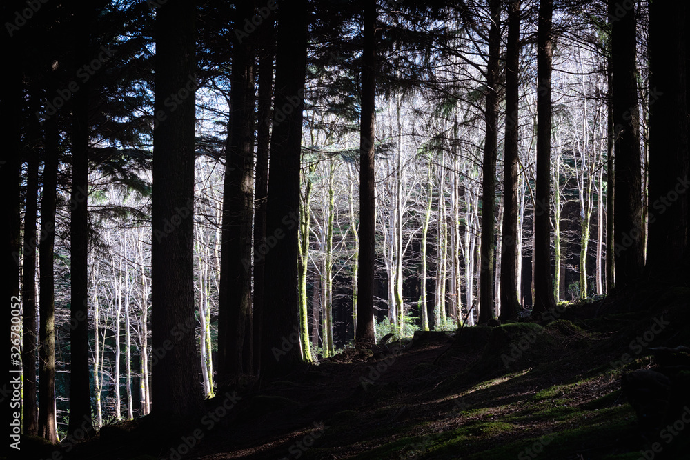 Naklejka premium high contrast woodland in cornwall uk