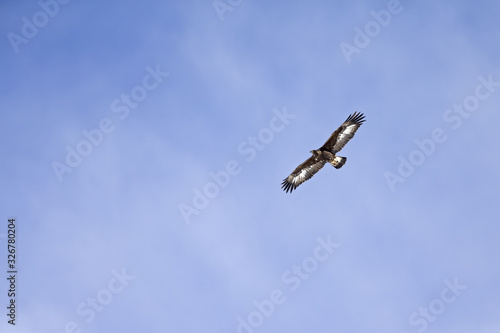 An adult golden eagle soaring at high altitude in front of a blue sky in the Swiss Alps. 