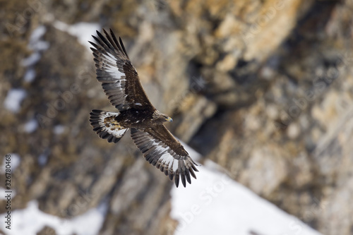 A golden eagle flying by with the Alps of Switzerland in the background.