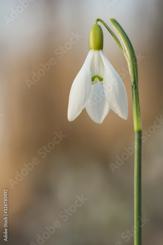 Snowdrop (Galanthus nivalis) in the woods, common snowdrop flower, first bulbs to bloom in spring widely spread in woodlands and gardens, earliest spring flower in family Amaryllidaceae