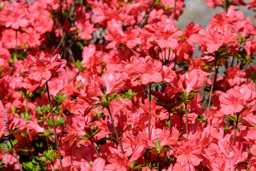 Bush of delicate pink flowers of azalea or Rhododendron plant in a sunny spring Japanese garden, beautiful outdoor floral background Bush of delicate pink flowers of azalea or Rhododendron plant in a sunny spring Japanese garden, beautiful outdoor floral background