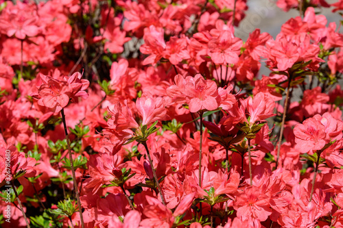 Bush of delicate pink flowers of azalea or Rhododendron plant in a sunny spring Japanese garden, beautiful outdoor floral background