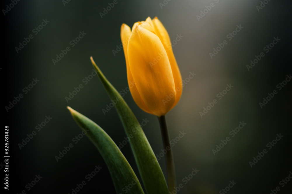 Naklejka premium Flower