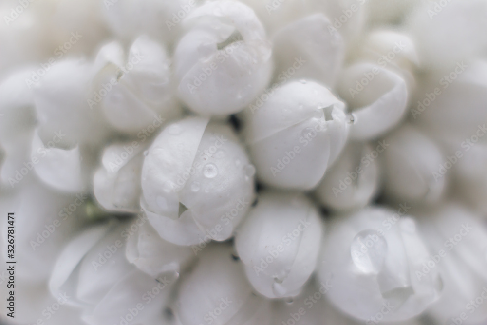 White bouquet of snowdrops in dew drops close up White bouquet of snowdrops in dew drops close up
