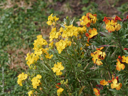 (Erysimum cheiri) Goldlack mit gelb, orangen, roten und auch braunen Blüten und schmal lanzettlich und behaart Blätter  photo